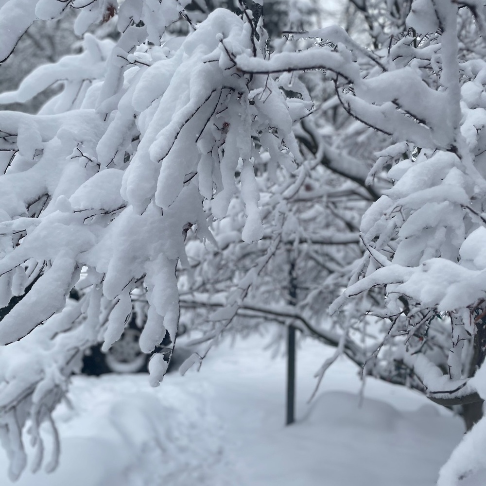 Meet your Posher, Elise